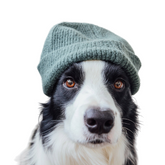 Cozy Cub Pet Beanie