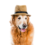 Cozy Cub Pet Beanie